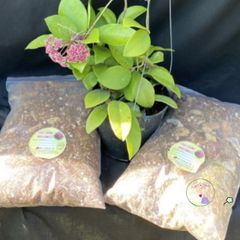 Giá Thể Trồng Hoya 0,5kg - Độ Ẩm 20% Cho Cây Giống và Cây Lớn - Phân Vi Sinh Thoát Nước Tốt, Phát Triển Rễ Mạnh Mẽ