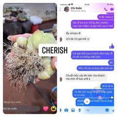 Bộ đất trồng sen đá và cây cảnh cao cấp - Mix đá tự nhiên và peat moss, cung cấp dinh dưỡng tuyệt vời cho cây trồng của bạn.