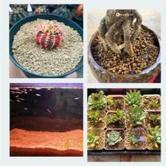 Đất Nung Nhật Bản Akadama Size M (5-10mm) - Hạt Chắc Đẹp Lý Tưởng Cho Cây Kiểng, Bonsai, Thủy Sinh, Sen Đá, Xương Rồng