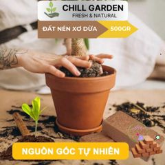 Bộ 10 Viên Nén Xơ Dừa Ơm Hạt Giống - Nở Gấp 8 Lần, Chậu Trồng Cây Trong Nhà Phố, Phù Hợp Với Khí Hậu Việt Nam
