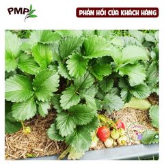 Vỏ Lạc Nghiền Hữu Cơ BIO PMP - Giá Thể Trồng Cây, Giữ Ẩm, Tăng Mùn, Phù Hợp Trồng Hoa Cảnh và Rau Sạch