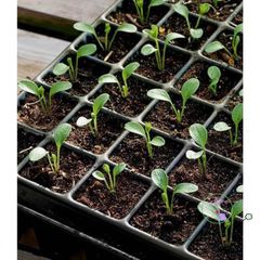 Peat Moss Nhập Khẩu 1kg - Giá Thể Ươm Hạt Giống Chất Lượng Cao, Giúp Hạt Nảy Mầm Nhanh và Cây Con Khỏe Mạnh