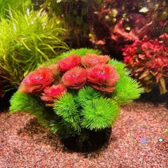 Giá Thể Trồng Cây Rong Thủy Sinh AquaBloom - Nutrient-Rich Aquatic Plant Medium, Dễ Dàng Sử Dụng, Không Gây Ô Nhiễm Nước