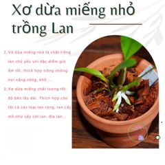 Xơ Dừa Xử Lý - Giá Thể Trồng Hoa Lan & Cây Kiểng, Tăng Độ Thoáng Khí và Giữ Ẩm Hiệu Quả, 100% Từ Cùi Dừa Tươi
