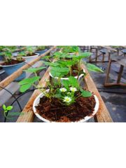 Bộ 20 Viên Phân Đất Trồng Cây Hữu Cơ Từ Xơ Dừa - Giúp Trồng Rau Sạch, Hoa Cảnh Dễ Dàng và An Toàn