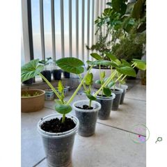 Hỗn Hợp Dinh Dưỡng Gieo Trồng Cây 1kg - Sơ Dừa, Trùn Quế, Peat Moss, Phân Supersoil - Giúp Cây Phát Triển Khỏe Mạnh