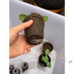 Hỗn Hợp Dinh Dưỡng Gieo Trồng Cây 1kg - Sơ Dừa, Trùn Quế, Peat Moss, Phân Supersoil - Giúp Cây Phát Triển Khỏe Mạnh