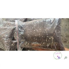 Hỗn Hợp Dinh Dưỡng Gieo Trồng Cây 1kg - Sơ Dừa, Trùn Quế, Peat Moss, Phân Supersoil - Giúp Cây Phát Triển Khỏe Mạnh