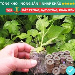 Viên Nén Xơ Dừa 10 Viên - Giá Thể Ươm Hạt Giống Rau, Hoa, Dinh Dưỡng Tối Ưu Cho Cây Con, Tăng Trưởng Nhanh Chóng