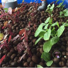 500gr Đất Sét Nung Siêu Nhẹ - Giải Pháp Tối Ưu Cho Cây Cảnh, Lan Trồng Hydroponics, Aquaponics, Ngăn Ngừa Thối Rễ