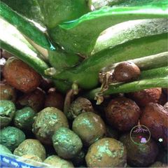 500gr Đất Sét Nung Siêu Nhẹ - Giải Pháp Tối Ưu Cho Cây Cảnh, Lan Trồng Hydroponics, Aquaponics, Ngăn Ngừa Thối Rễ