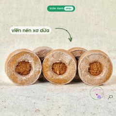 Bộ Kit Ươm Hạt Mini Tự Trồng Cây - Quà Tặng Ý Nghĩa Chăm Sóc Cây Cảnh Đáng Yêu cho Người Yêu Thi-Nhiên