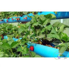 Viên Đất Sét Nung Thái Lan Siêu Nhẹ Cho Cây Cảnh – Sen Đá, Xương Rồng, Lan, Sứ, Gói 1 Lít, Đa Kích Cỡ, An Toàn cho Cây Trồng