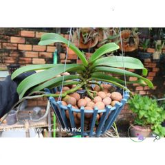 Viên Đất Sét Nung Thái Lan Siêu Nhẹ Cho Cây Cảnh – Sen Đá, Xương Rồng, Lan, Sứ, Gói 1 Lít, Đa Kích Cỡ, An Toàn cho Cây Trồng