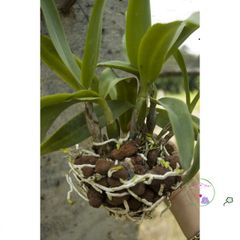Viên Đất Sét Nung Thái Lan Siêu Nhẹ Cho Cây Cảnh – Sen Đá, Xương Rồng, Lan, Sứ, Gói 1 Lít, Đa Kích Cỡ, An Toàn cho Cây Trồng