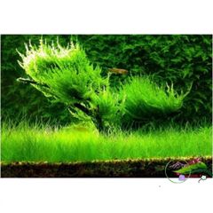 Gói Hạt Giống Cây Thủy Sinh Đa Dạng 8g - Trân Châu, Ngưu Mao Chiên, Cỏ Tình Yêu - Tạo Môi Trường Bể Cá Tươi Sống