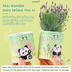 Bộ Hạt Giống UCHUU - Gieo Trồng Oải Hương, Hướng Dương, Dâu và Cà Chua Tại Nhà - Trải Nghiệm DIY Thú Vị Cho Mọi Người