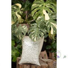 Hạt Perlite Lớn 6-12mm - Chất liệu Giúp Trồng Cây Kiểng, Tăng Cường Độ Thoáng Khí và Giữ Ẩm, Phù Hợp Với Giá Thể