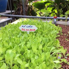 Đất Sét Nung Popper Thailand 1 Lít - Giá Thể Siêu Nhẹ cho Cây Cảnh, Bonsai, Sen Đá, Thủy Canh, Chậu Cảnh