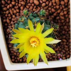 Đất Sét Nung Popper Thailand 1 Lít - Giá Thể Siêu Nhẹ cho Cây Cảnh, Bonsai, Sen Đá, Thủy Canh, Chậu Cảnh