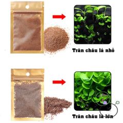 Hạt Giống Trân Châu Thủy Sinh - Khởi Đầu Hành Trình Trồng Cây Thủy Sinh Tươi Sáng Cho Môi Trường Nước Tự Nhiên