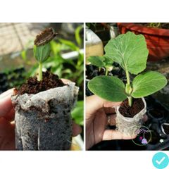 Gói Combo Viên Nén Ơm Hạt Giống - Tặng 5 Gói Hạt Giống Đất Nén Xơ Dừa Giúp Cây Phát Triển Mạnh Mẽ, Giữ Ẩm Tối Ưu