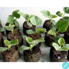 Gói Combo Viên Nén Ơm Hạt Giống - Tặng 5 Gói Hạt Giống Đất Nén Xơ Dừa Giúp Cây Phát Triển Mạnh Mẽ, Giữ Ẩm Tối Ưu