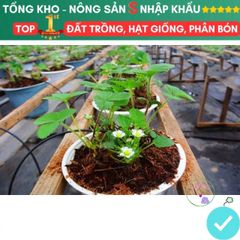 Mụn Xơ Dừa Đã Qua Xử Lý 1kg - Đất Trồng Cây An Toàn, Dinh Dưỡng Cho Rau Mầm, Hoa, Cây Cảnh - Tiện Lợi và Thân Thiện Với Môi Trường