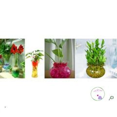 Hạt Nở Tinh Thể Dinh Dưỡng Cho Cây Thủy Sinh - 10g (300-400 Viên) - Trang Trí Nội Thất và Cắm Hoa Đẹp Mắt