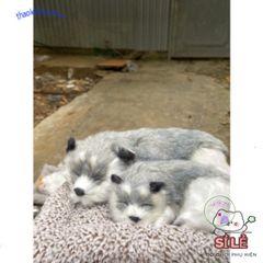 Gấu Bông Cún Xám Đôi Bố Con - Phụ Kiện Xe Ô Tô Khử Mùi Hiệu Quả Với Lõi Than Hoạt Tính Dễ Thương 28x20cm