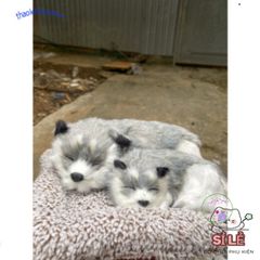 Gấu Bông Cún Xám Đôi Bố Con - Phụ Kiện Xe Ô Tô Khử Mùi Hiệu Quả Với Lõi Than Hoạt Tính Dễ Thương 28x20cm