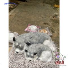 Gấu Bông Cún Xám Đôi Bố Con - Phụ Kiện Xe Ô Tô Khử Mùi Hiệu Quả Với Lõi Than Hoạt Tính Dễ Thương 28x20cm