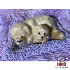 Thú Bông Chó Mèo Than Hoạt Tính - Đồ Trang Trí Dễ Thương cho Ô Tô và Không Gian Sống, Món Quà Tuyệt Vời Cho Trẻ Nhỏ