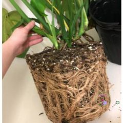 Giá Thể Trồng Cây Kiểng Lá Monstera - Túi 1kg Trộn Sẵn Chất Lượng Cao Dành Cho Cây Cảnh Và Hoa Cảnh Tại Nhà