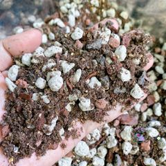 Giá Thể Trồng Cây Kiểng Lá Monstera - Túi 1kg Trộn Sẵn Chất Lượng Cao Dành Cho Cây Cảnh Và Hoa Cảnh Tại Nhà