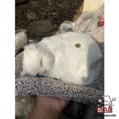 Thú bông Mèo Trắng Dễ Thương - Khử Mùi Với Lõi Than Hoạt Tính - Trang Trí Ô Tô, Phòng Ngủ, Quà Tặng Đáng Yêu