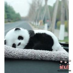 Thú Bông Chó Mèo Than Hoạt Tính - Trang Trí Ô Tô & Bàn Làm Việc, Giúp Khử Mùi & Đem Lại Không Gian Trong Lành, Nhiều Kiểu Dáng Dễ Thương