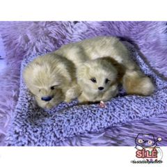Thú Bông Chó Mèo Than Hoạt Tính - Trang Trí Ô Tô, Nhà, Bàn Làm Việc - Quà Tặng Dễ Thương Cho Trẻ Nhỏ và Người Yêu Thú Cưng