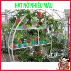 Hạt Nở Tinh Thể Thủy Sinh 20G - Trang Trí Hoa Thủy Sinh Đẹp, Không Đất, Mộc Mạc, Dễ Dàng Sử Dụng, Tạo Không Gian Xanh Mát