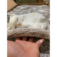 Gấu Bông Chó Mèo Than Hoạt Tính Khử Mùi Ô Tô - Đồ Trang Trí Dễ Thương, Sản Phẩm Thú Cưng Hút Ẩm, Lọc Không Khí Trong Lành