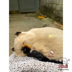 Đồ trang trí chó mèo than hoạt tính phát tiếng kêu - Khử mùi ô tô, quà tặng dễ thương cho trẻ em và trang trí nhà cửa