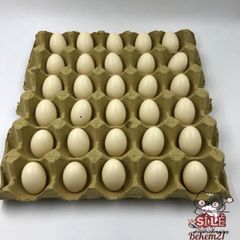 Bộ trứng giả cho chim bồ câu và gà tre - 10 hoặc 15 trứng rỗng, hỗ trợ ấp và tối ưu không gian sống cho thú cưng