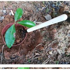 Bộ Dụng Cụ Làm Vườn Mini 3 Món Tiện Dụng - Xẻng, Cấy Xới Đất Cho Cây Cảnh & Bonsai, Dễ Sử Dụng, Chất Liệu Bền đẹp