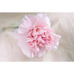 Bộ 24 Màu Phấn Tiên Master Pastel - Dùng Tô Màu Hoa Đất, Làm Tượng Chibi, Trang Điểm Búp Bê và Nhuộm Tóc An Toàn cho Trẻ Em