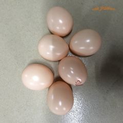 Bộ 10 Quả Trứng Gà Giả Màu Trắng Nhựa - Dụng Cụ Dạy Nghệ Thuật và Mô Hình Chuồng Ấp Cho Trẻ Em