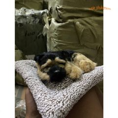 Chó PUG Thú Bông Hoạt Tính Khử Mùi - Đồ Trang Trí Dễ Thương Cho Ô Tô và Không Gian Sống, An Toàn Cho Trẻ Nhỏ