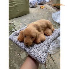 Thú Bông Cún Tai Dài Cộc Nâu Khử Mùi - Đồ Trang Trí Xe Hơi Dễ Thương với Lõi Than Hoạt Tính Hút Ẩm và Khử Mùi