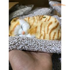 Thú Bông Mèo Vằn Vàng Than Hoạt Tính - Đồ Trang Trí Ô Tô An Toàn, Lọc Không Khí, Khử Mùi Hiệu Quả cho Chó Mèo