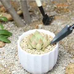 Bộ 3 Dụng Cụ Cuốc Xẻng Mini Đa Năng - Dụng Cụ Làm Vườn và Chăm Sóc Cây Cảnh Cho Tín Đồ Phượt