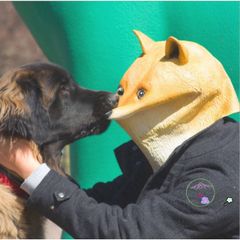 Mặt Nạ Chim Xanh Hóa Trang Cho Chó - Shiba, Husky, Sói, Halloween - Đạo Cụ Quay Video Thú Vị